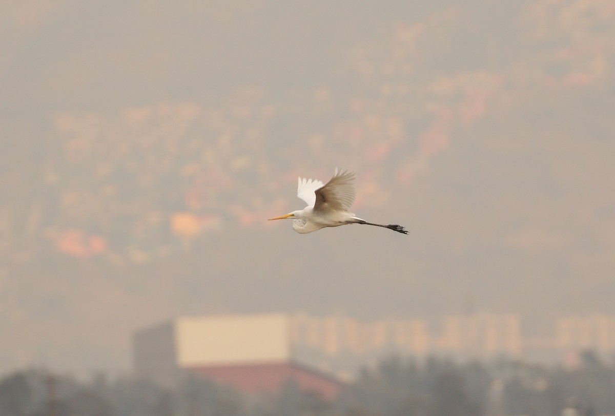 Great Egret - ML151550331