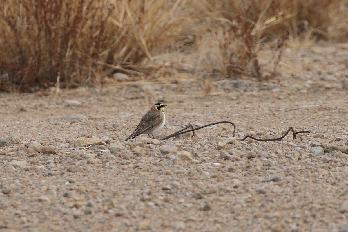 Horned Lark - ML151550551