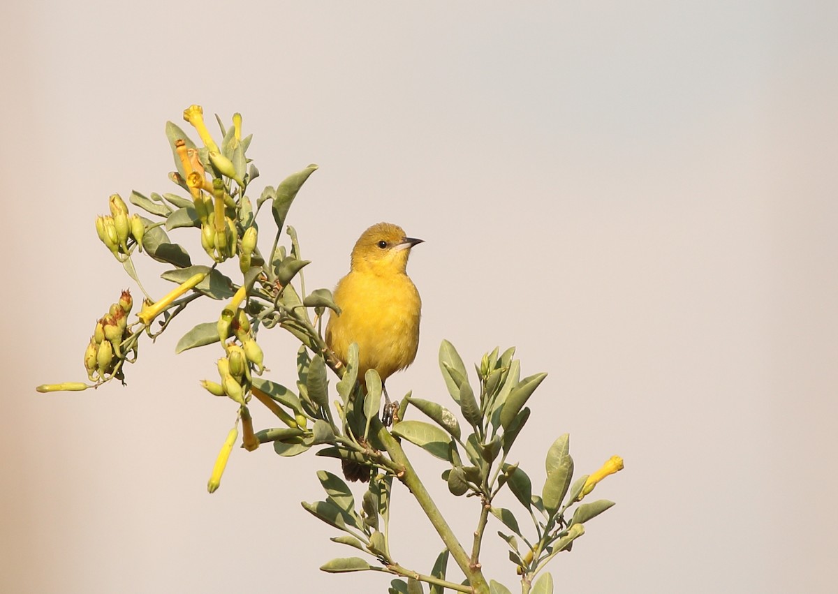 Orchard Oriole - Anuar López