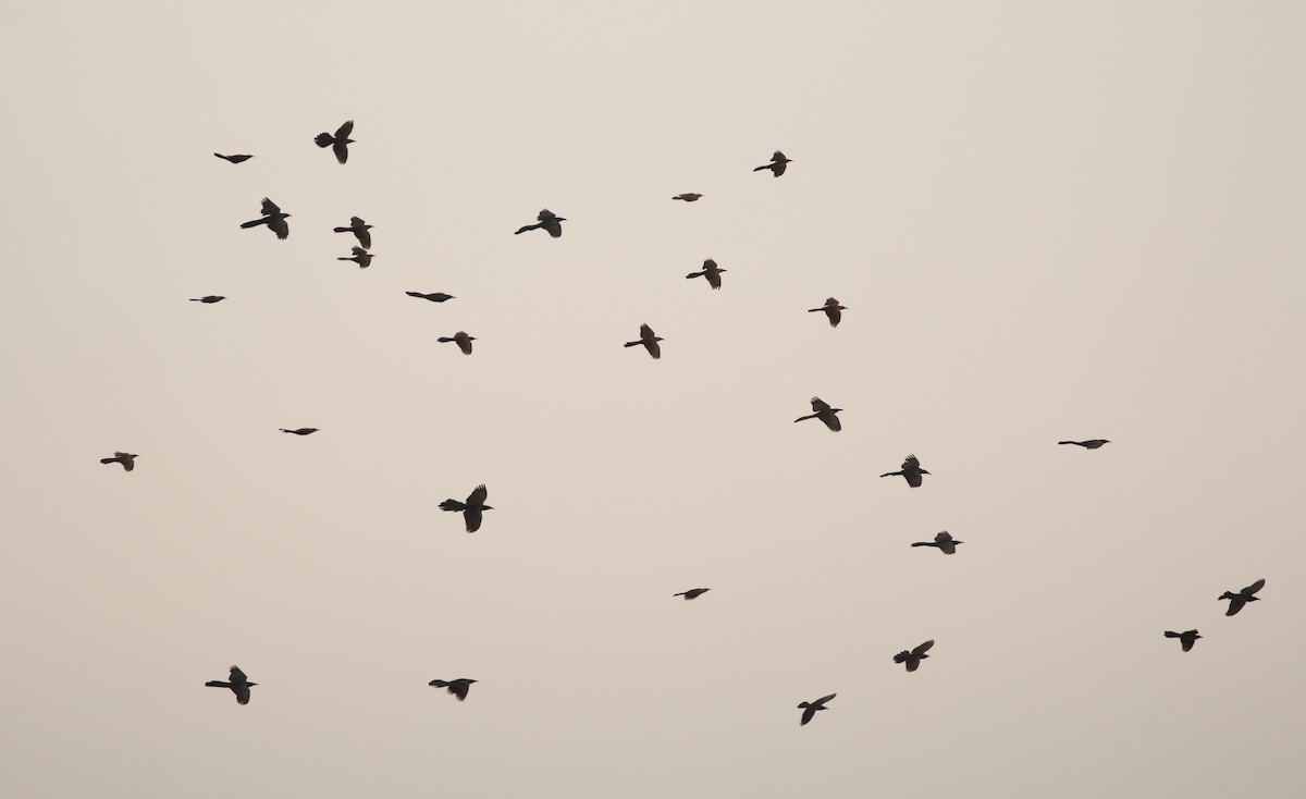 Great-tailed Grackle (Great-tailed) - ML151551061