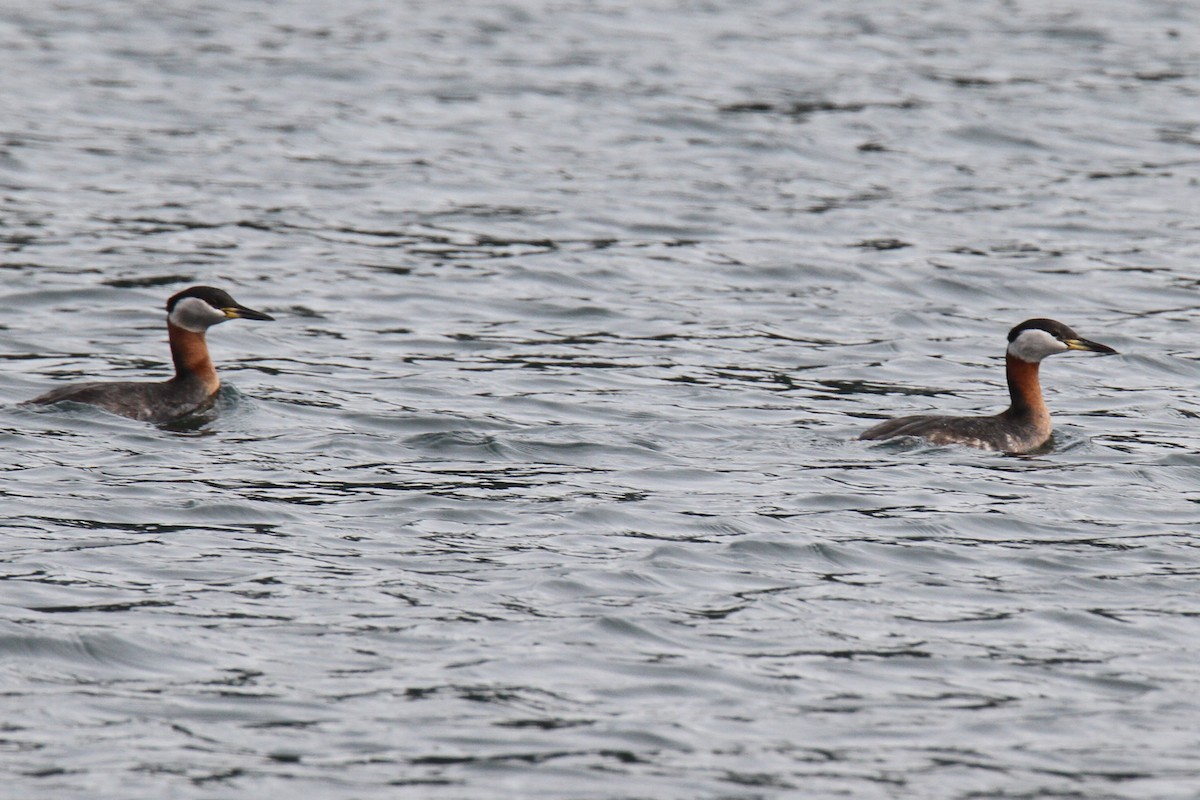 Red-necked Grebe - ML151551281
