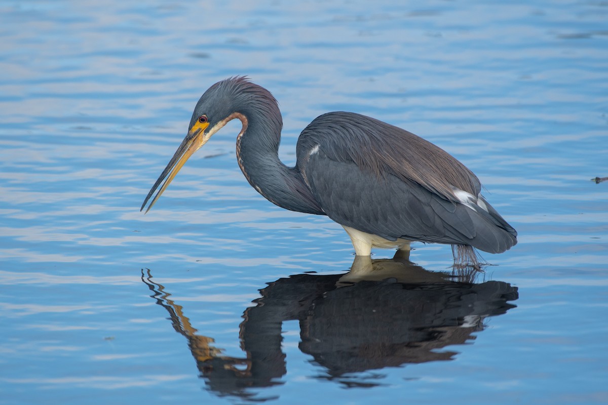 Tricolored Heron - Court Harding