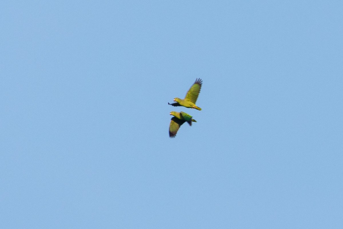 Scaly-naped Parrot - ML151551851