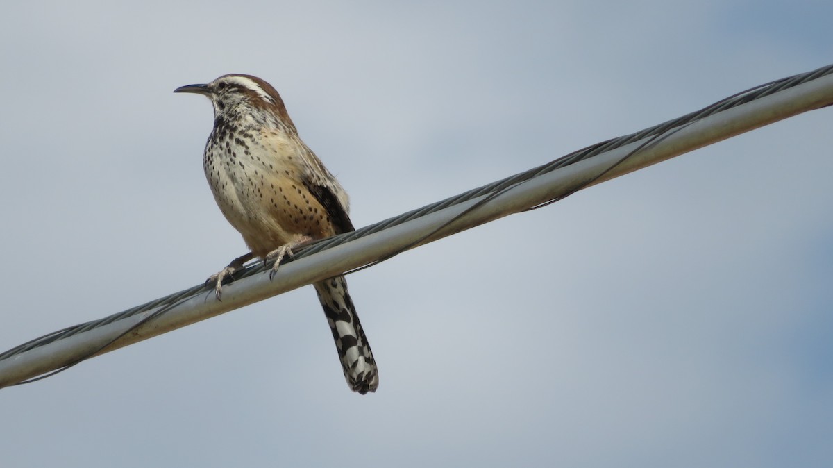 Cactus Wren - ML151552211