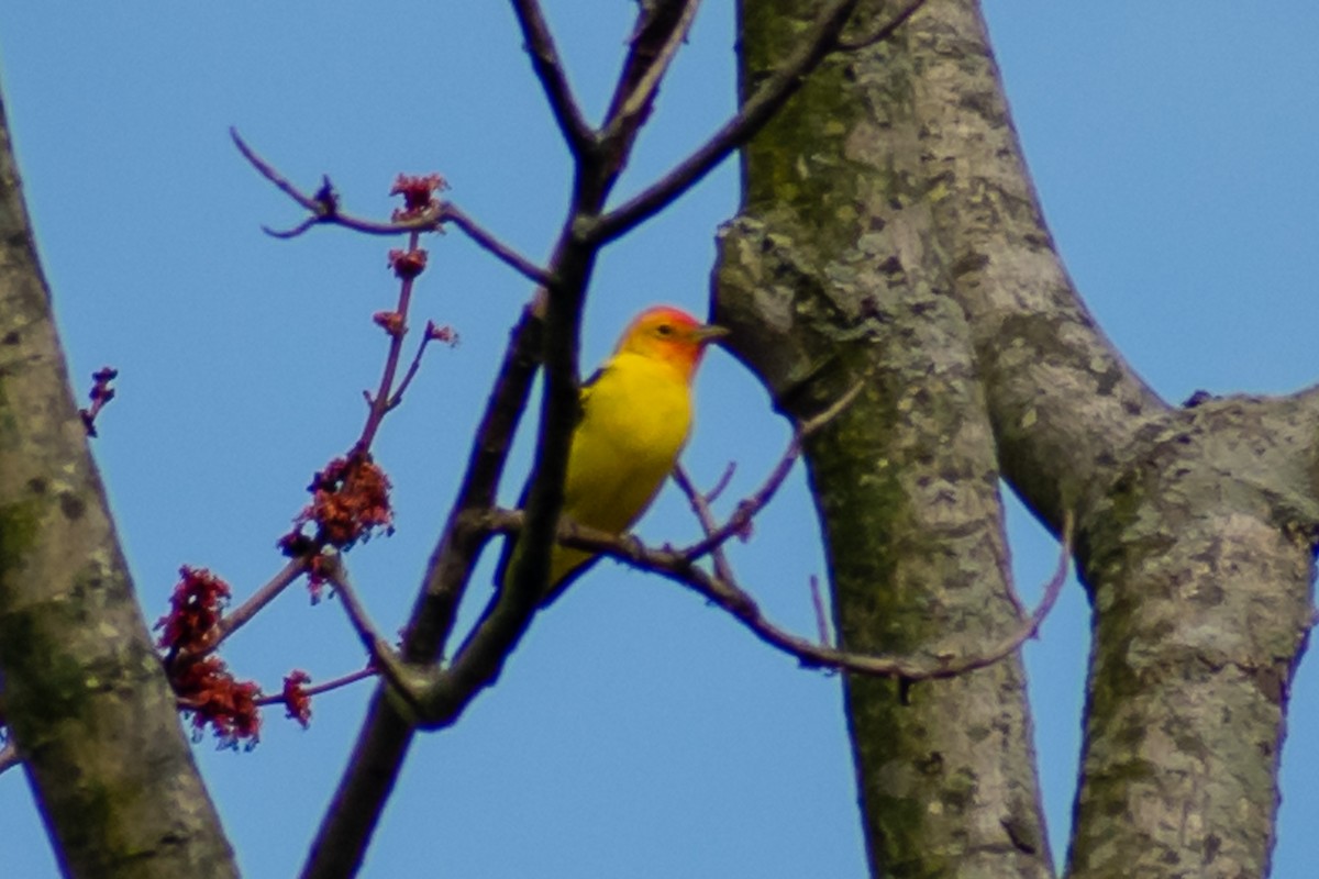 Piranga à tête rouge - ML151552801