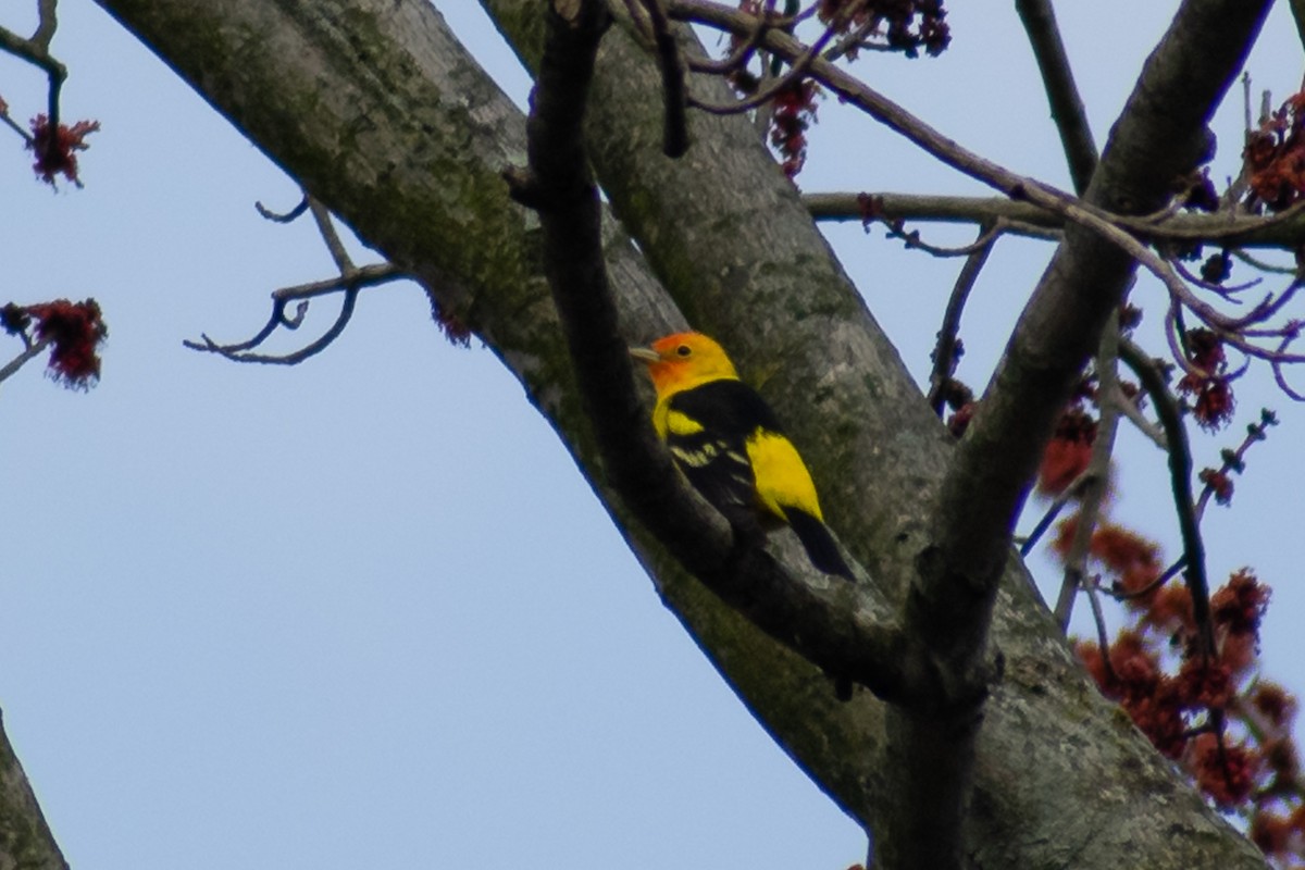 Western Tanager - David Ferris