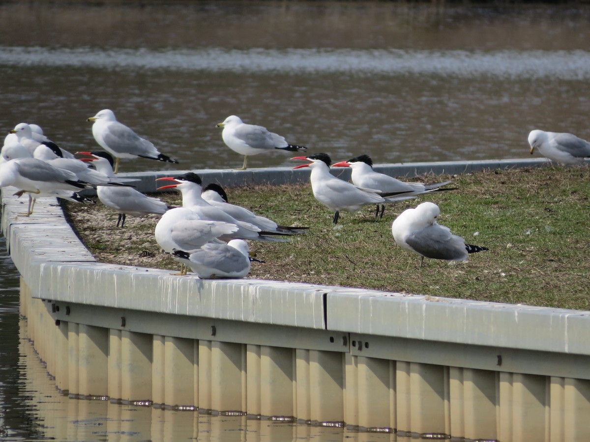 Caspian Tern - ML151553051