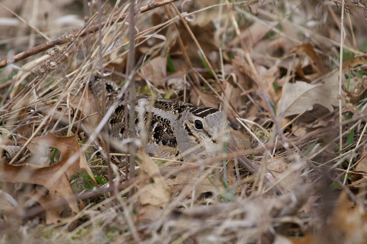 American Woodcock - ML151553141