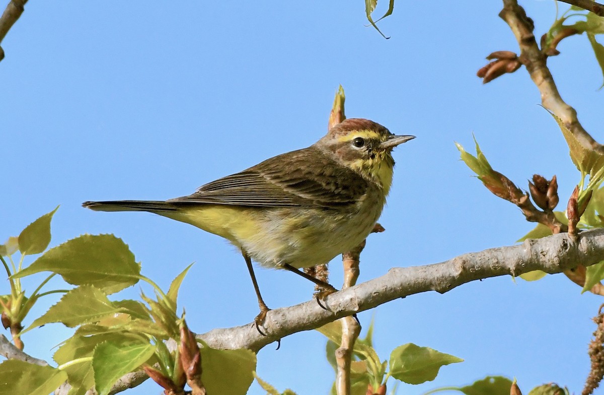 Palm Warbler - ML151553781