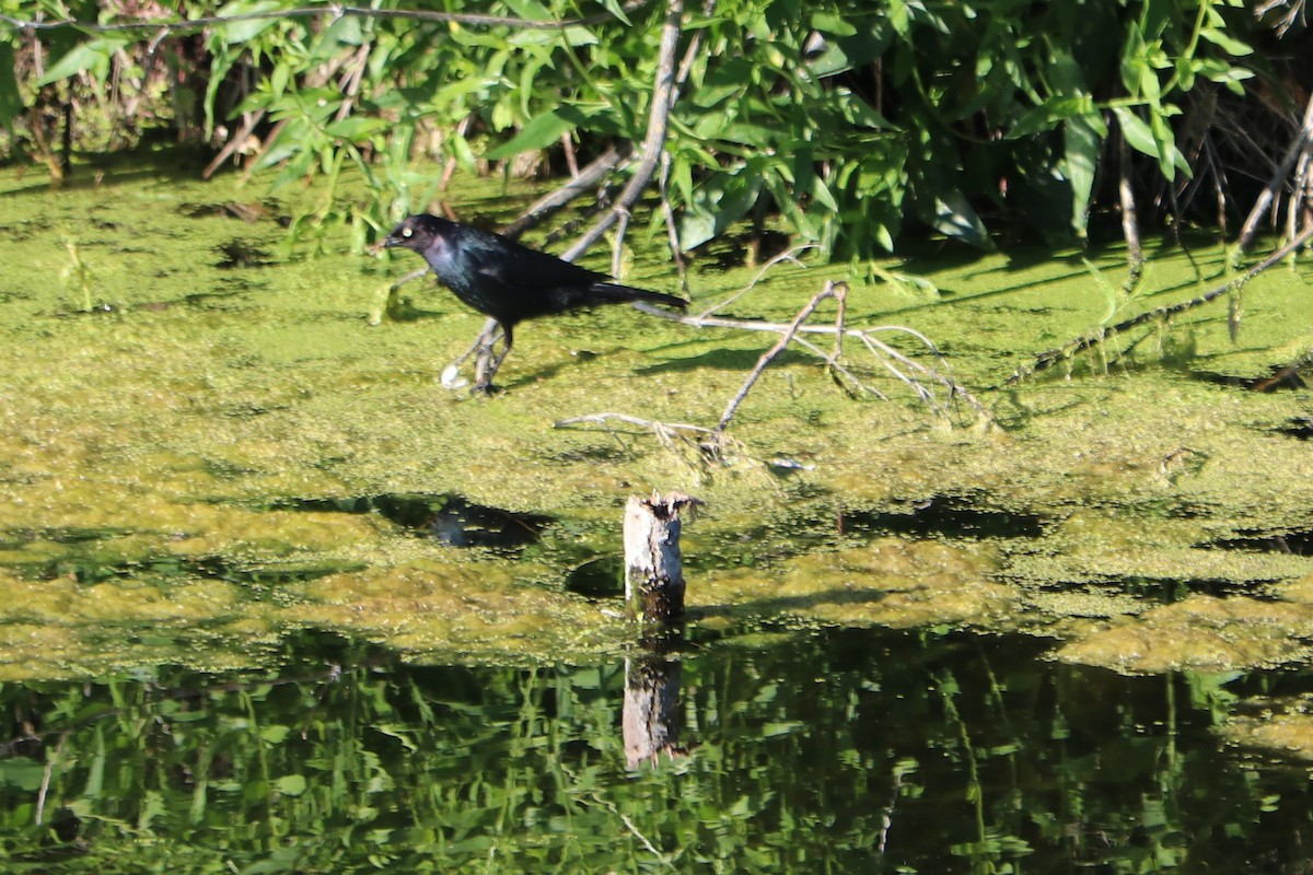 Brewer's Blackbird - ML151554081