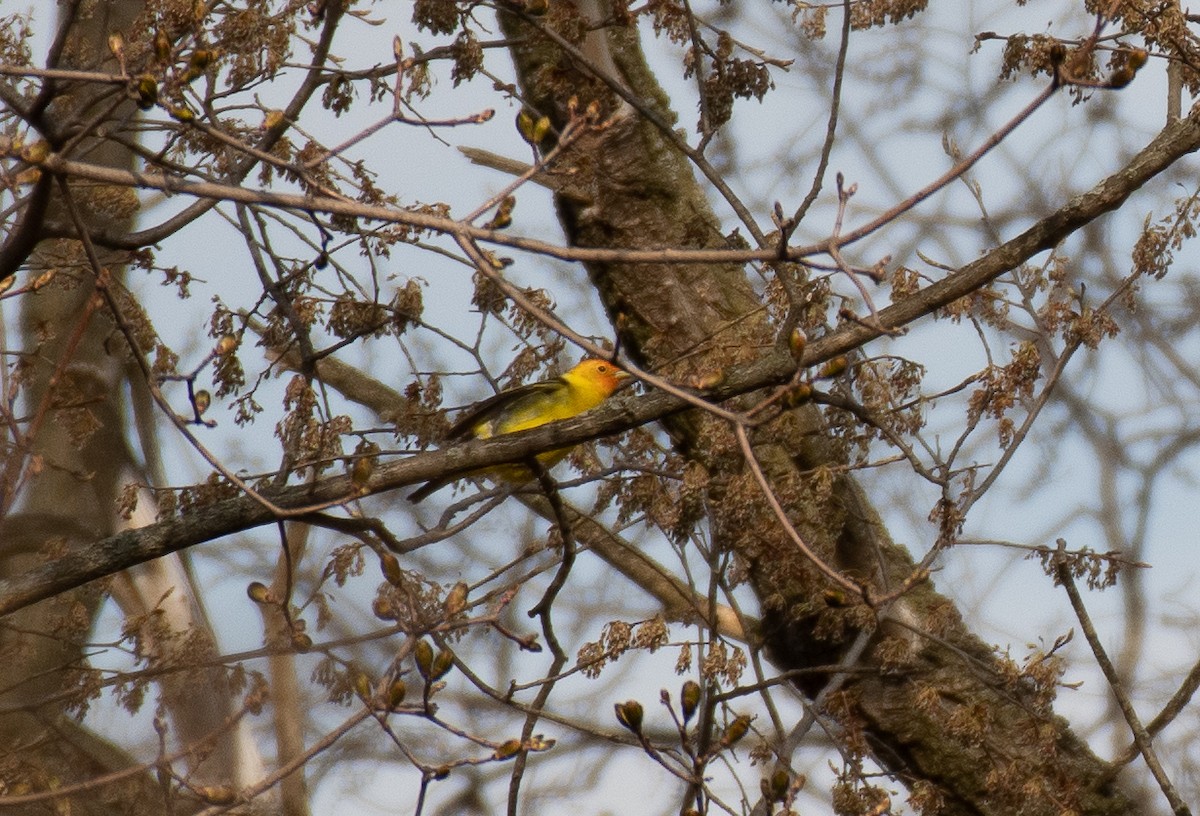 Western Tanager - Tai Gunter