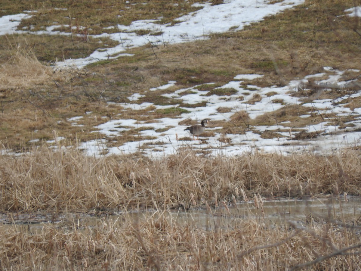 Greater White-fronted x Canada Goose (hybrid) - ML151555541