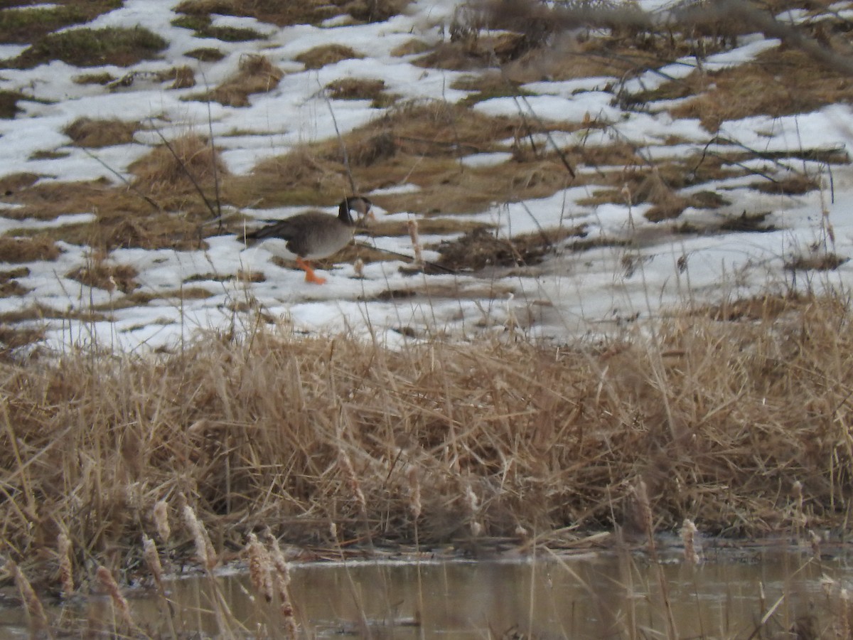 Greater White-fronted x Canada Goose (hybrid) - ML151555771