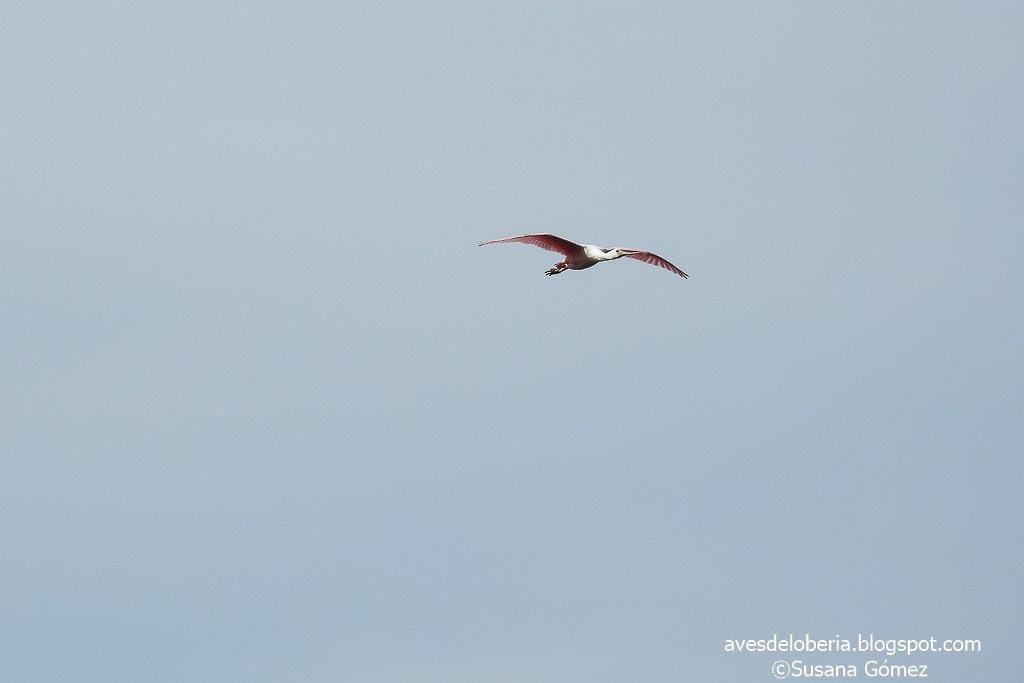 Roseate Spoonbill - ML151556191