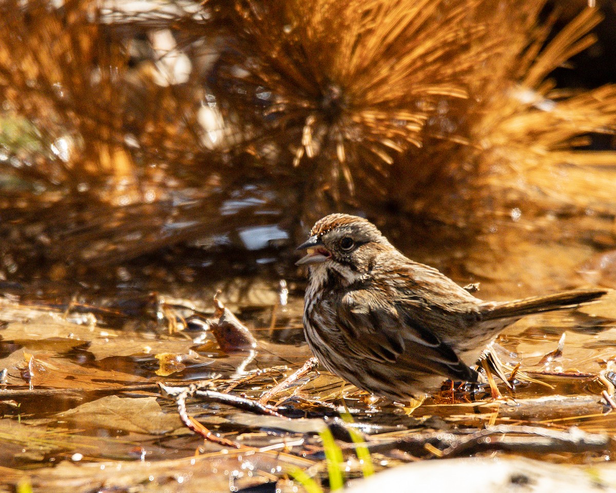 Song Sparrow - ML151557081