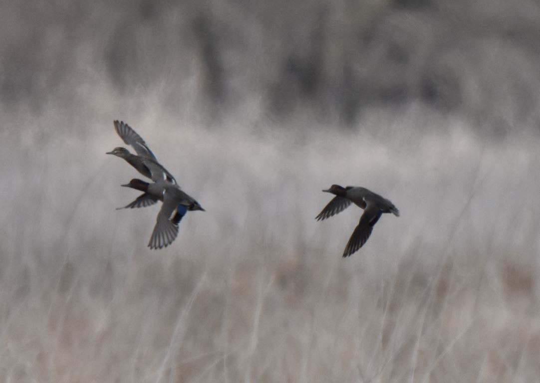 Green-winged Teal - ML151557341