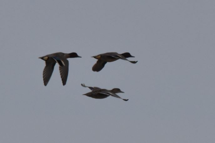 Green-winged Teal - ML151557361