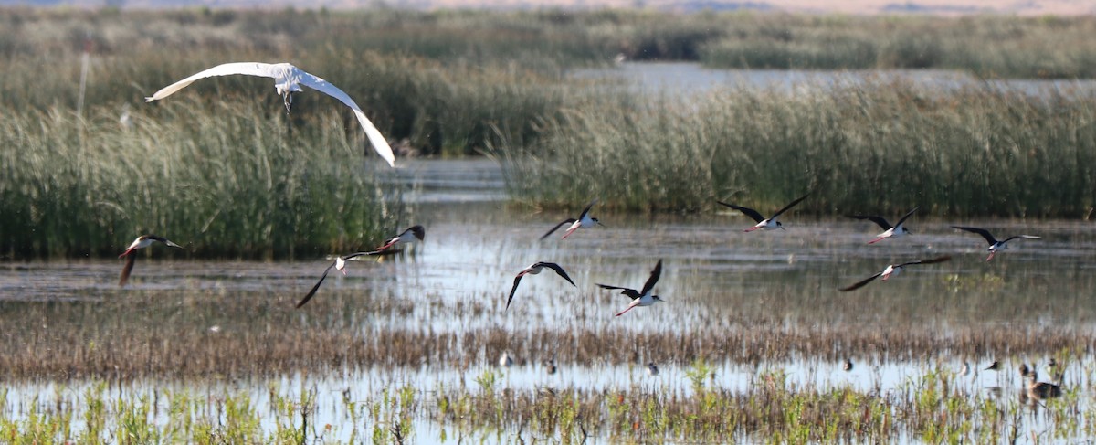 Black-necked Stilt - ML151560691