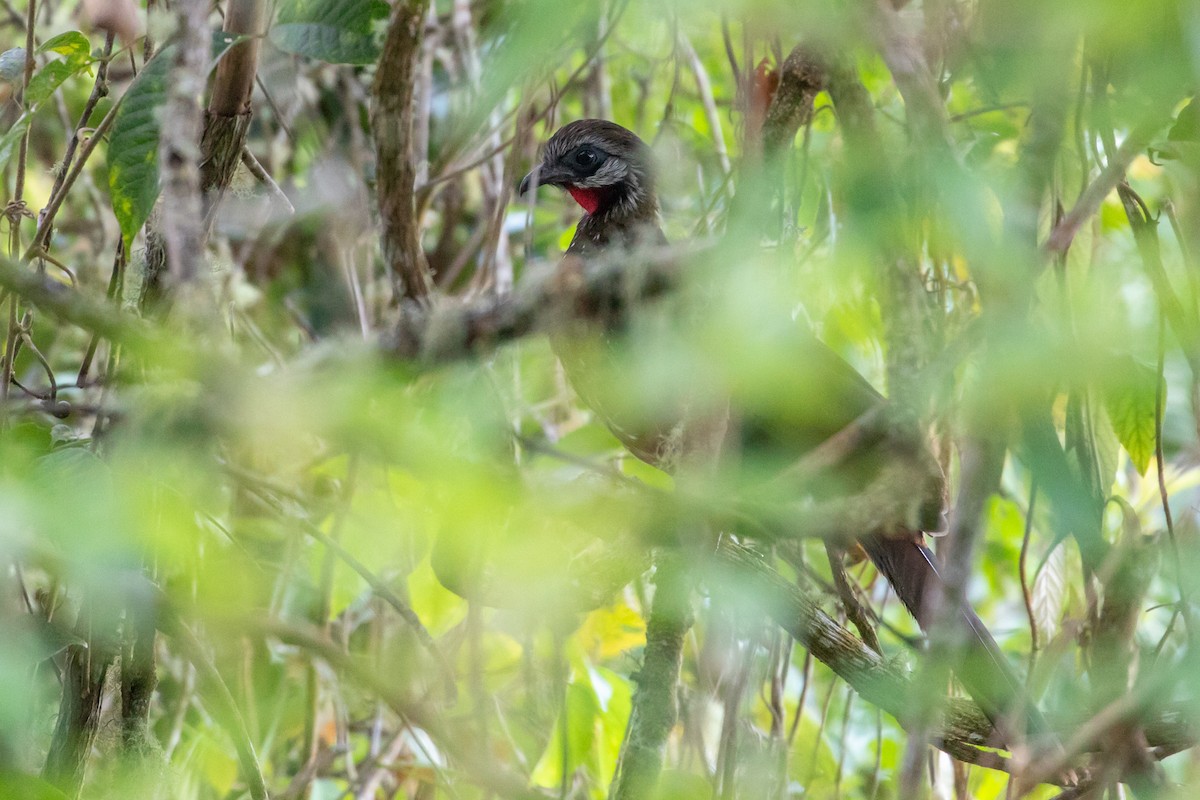 Band-tailed Guan - ML151561651