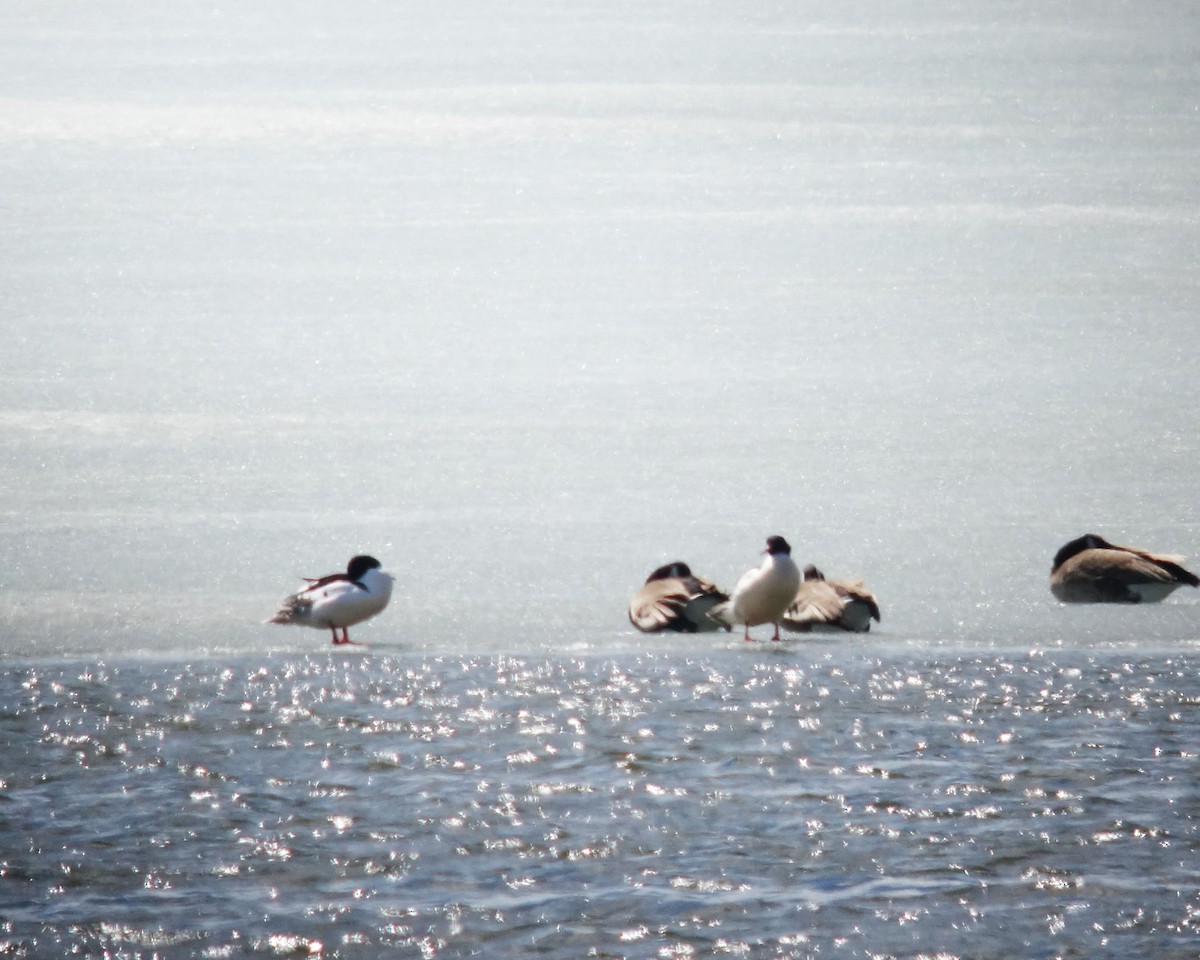 Common Merganser - Linda Curtis