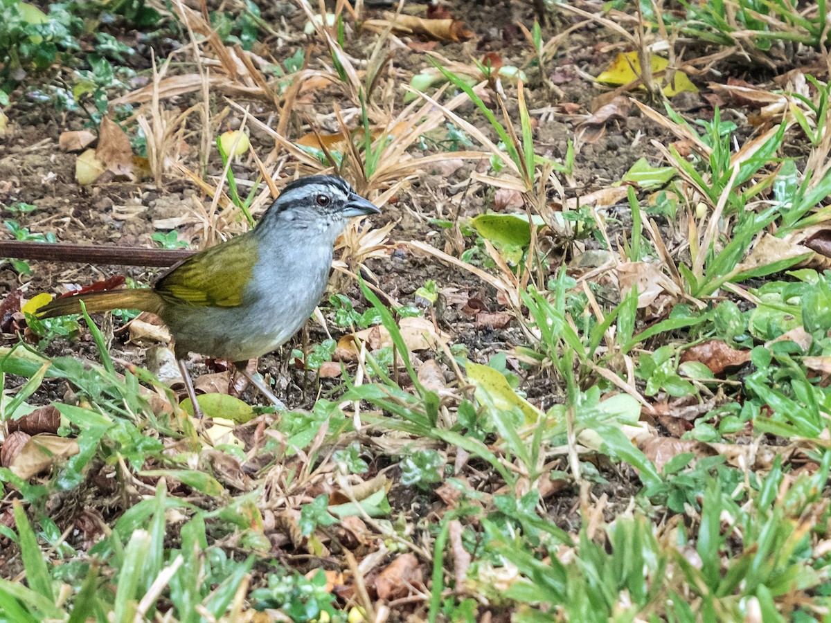 Black-striped Sparrow - Danielle  A