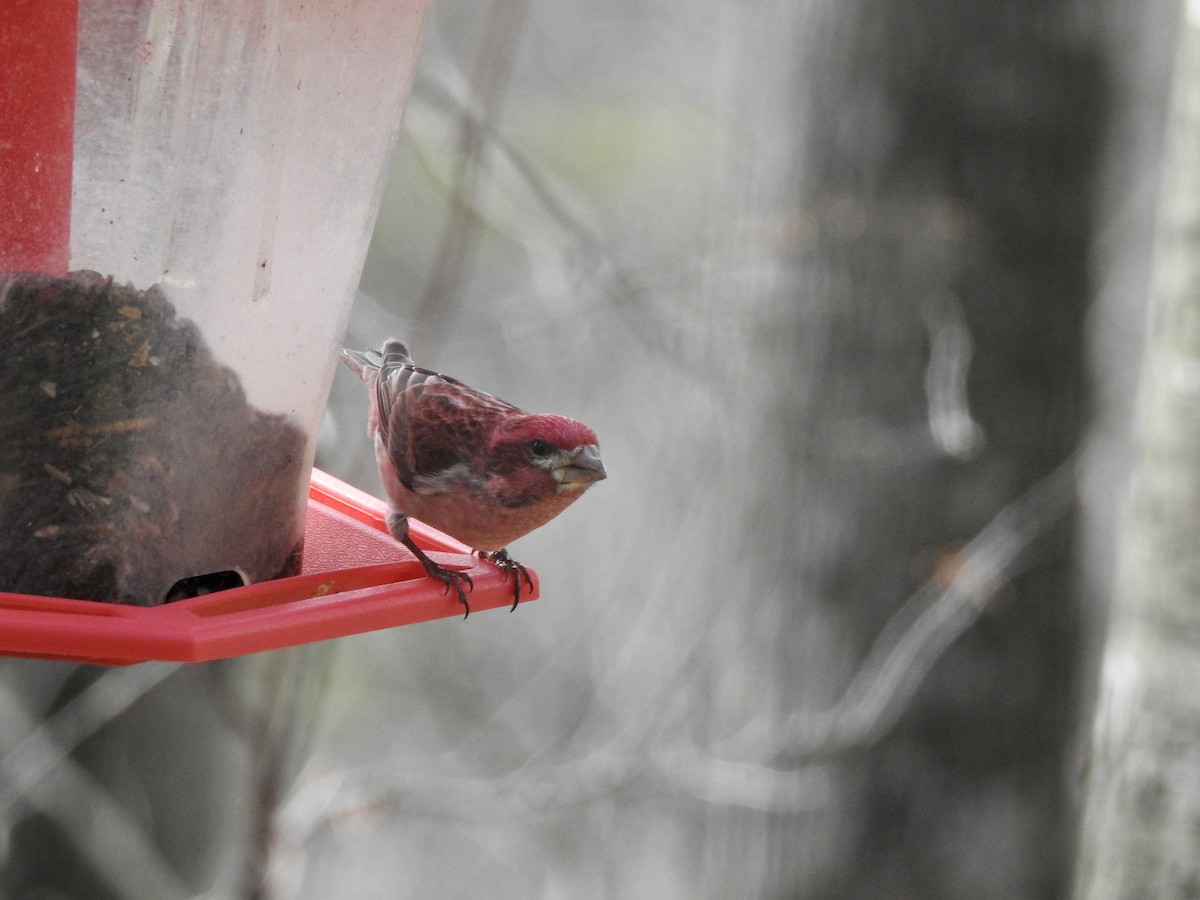 Purple Finch - ML151564151