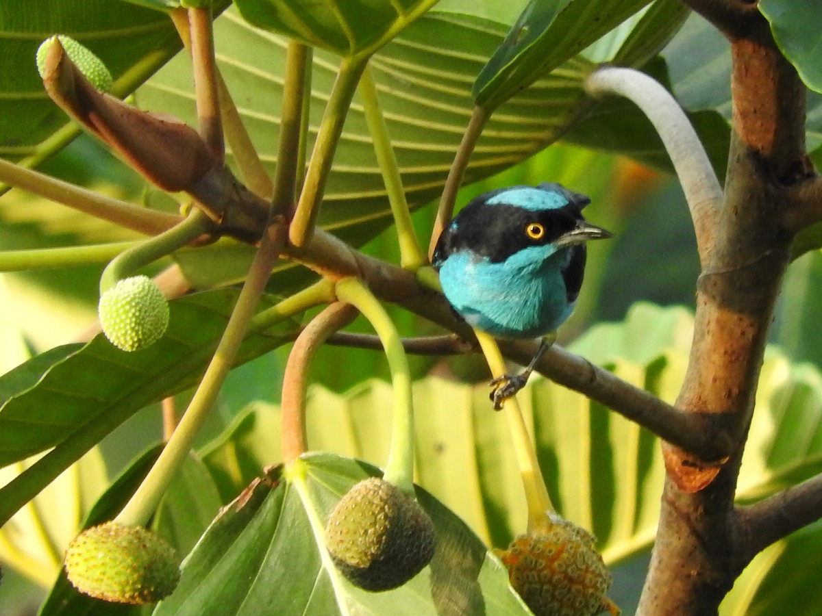 Black-faced Dacnis - ML151564221