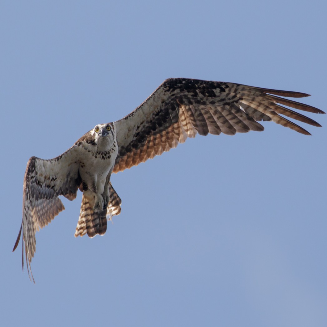 Balbuzard pêcheur - ML151564301