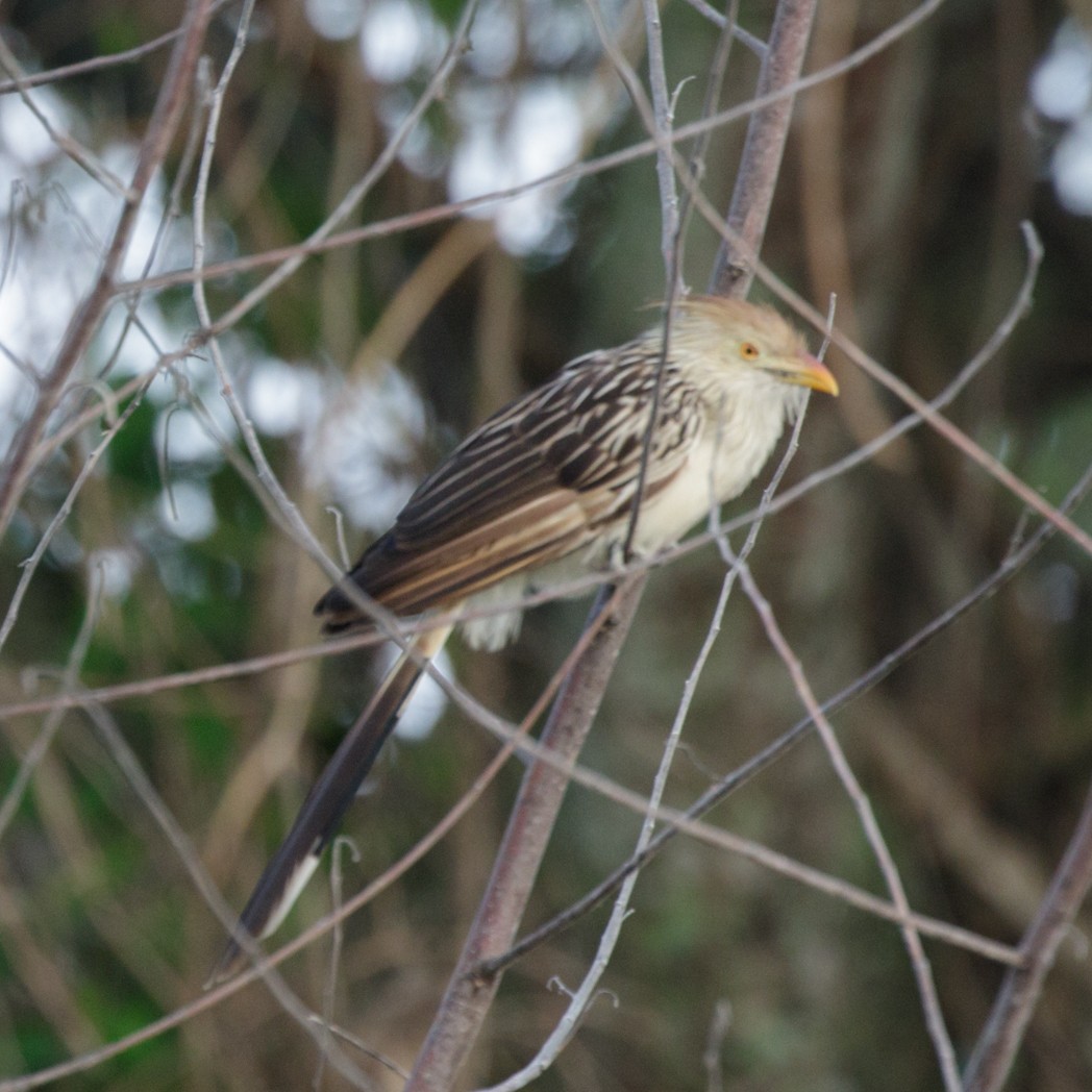 Guira Cuckoo - ML151564331