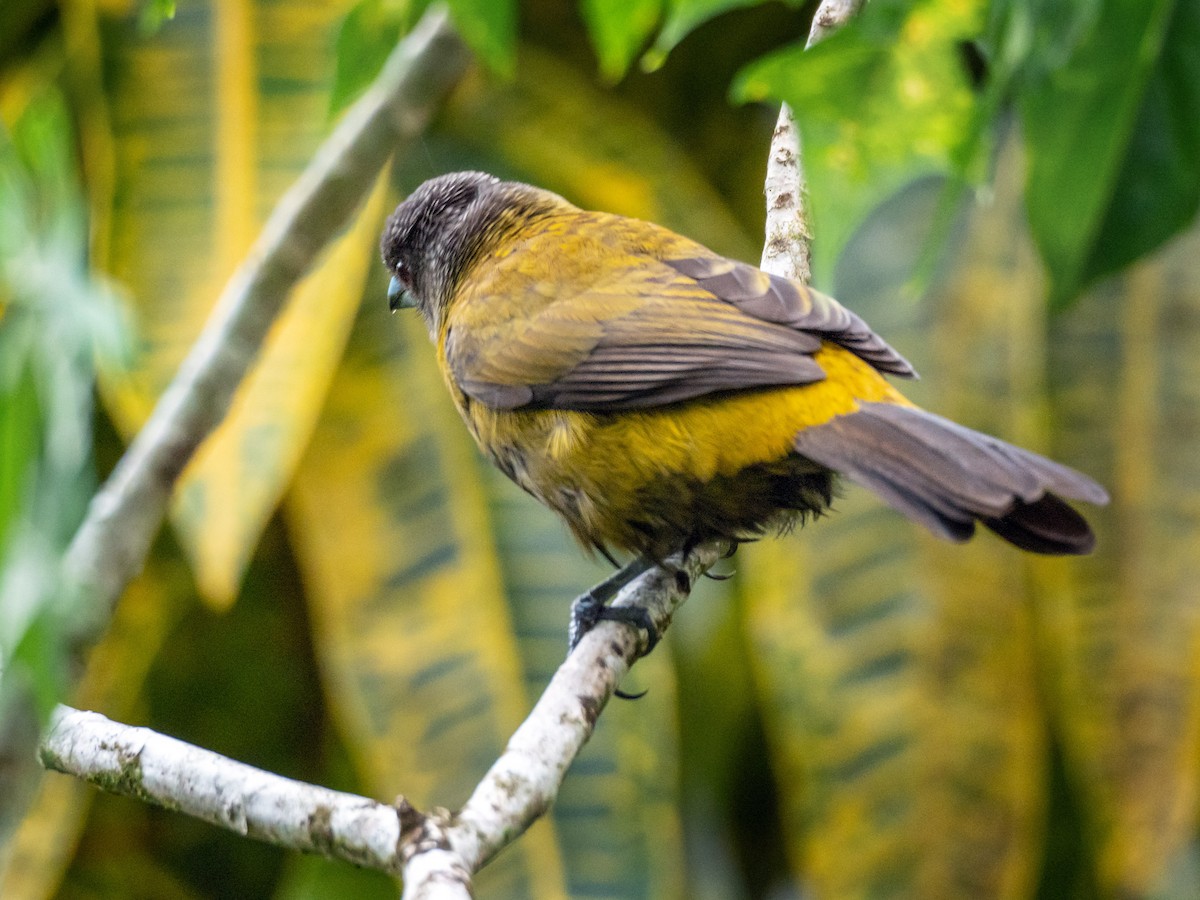 Scarlet-rumped Tanager - ML151564941