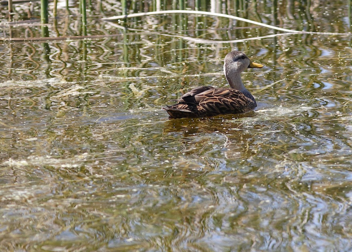 Canard brun - ML151565181