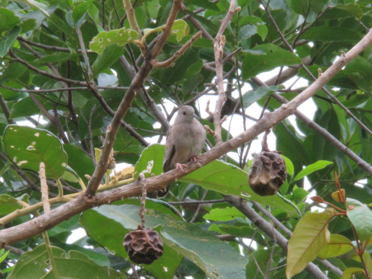 Plain-breasted Ground Dove - ML151565921