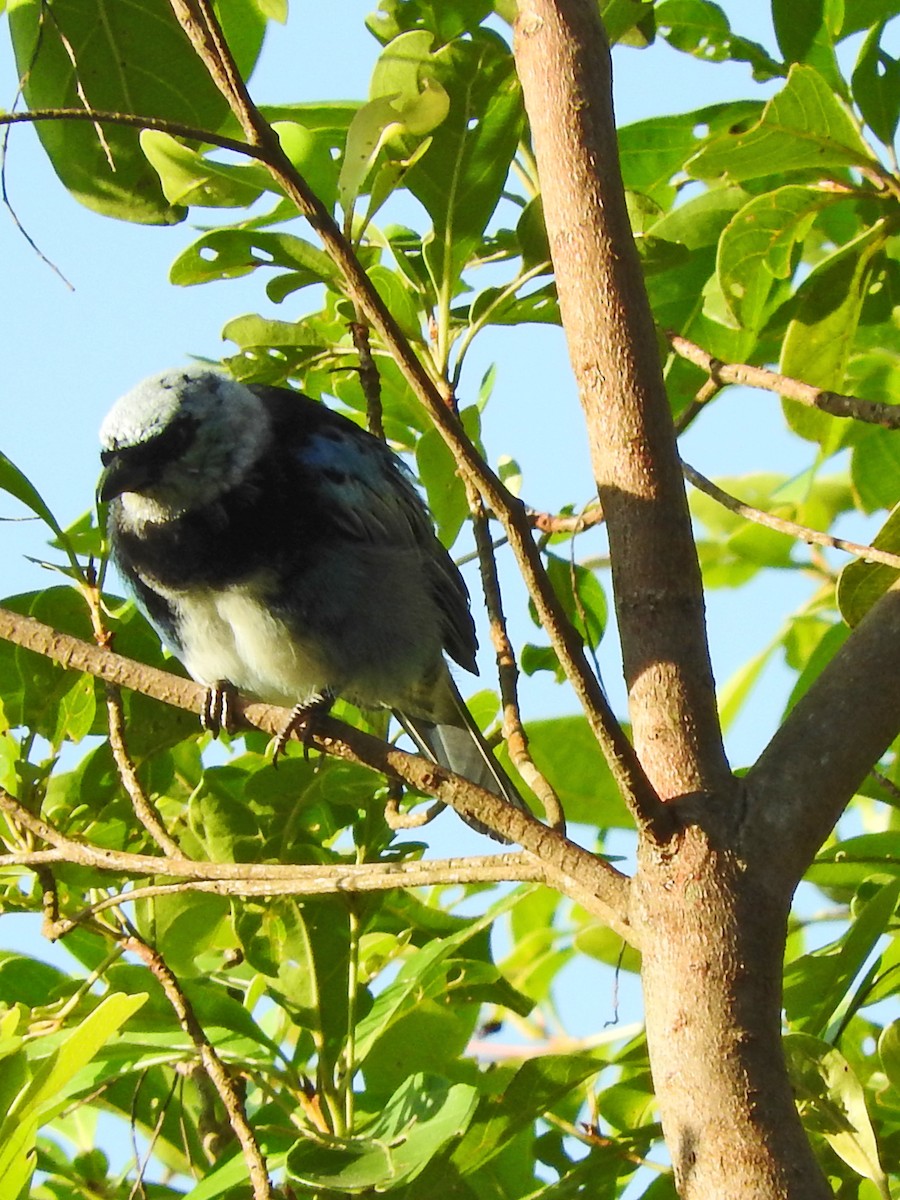 Masked Tanager - ML151566111