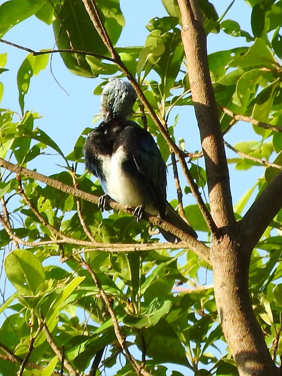 Masked Tanager - ML151566121