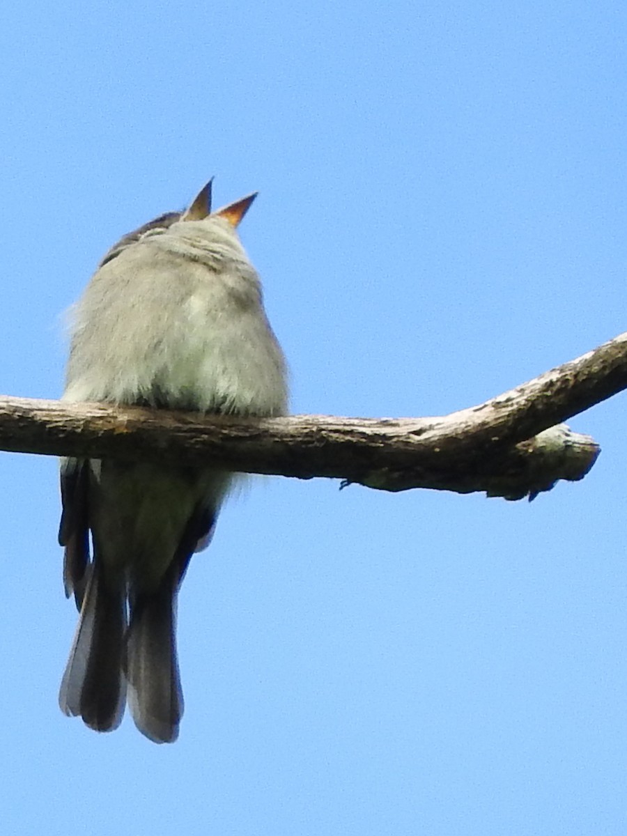 Western Wood-Pewee - ML151566171