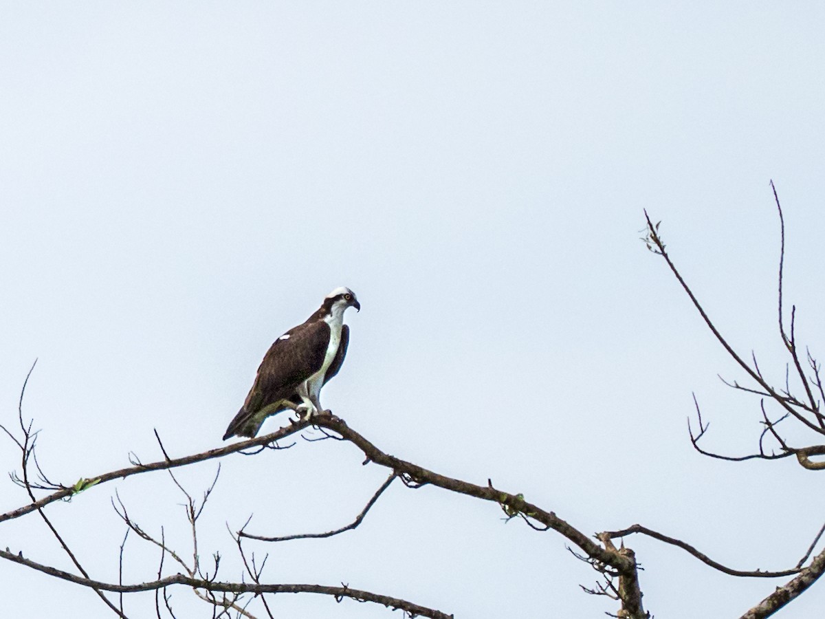 Osprey - ML151566481