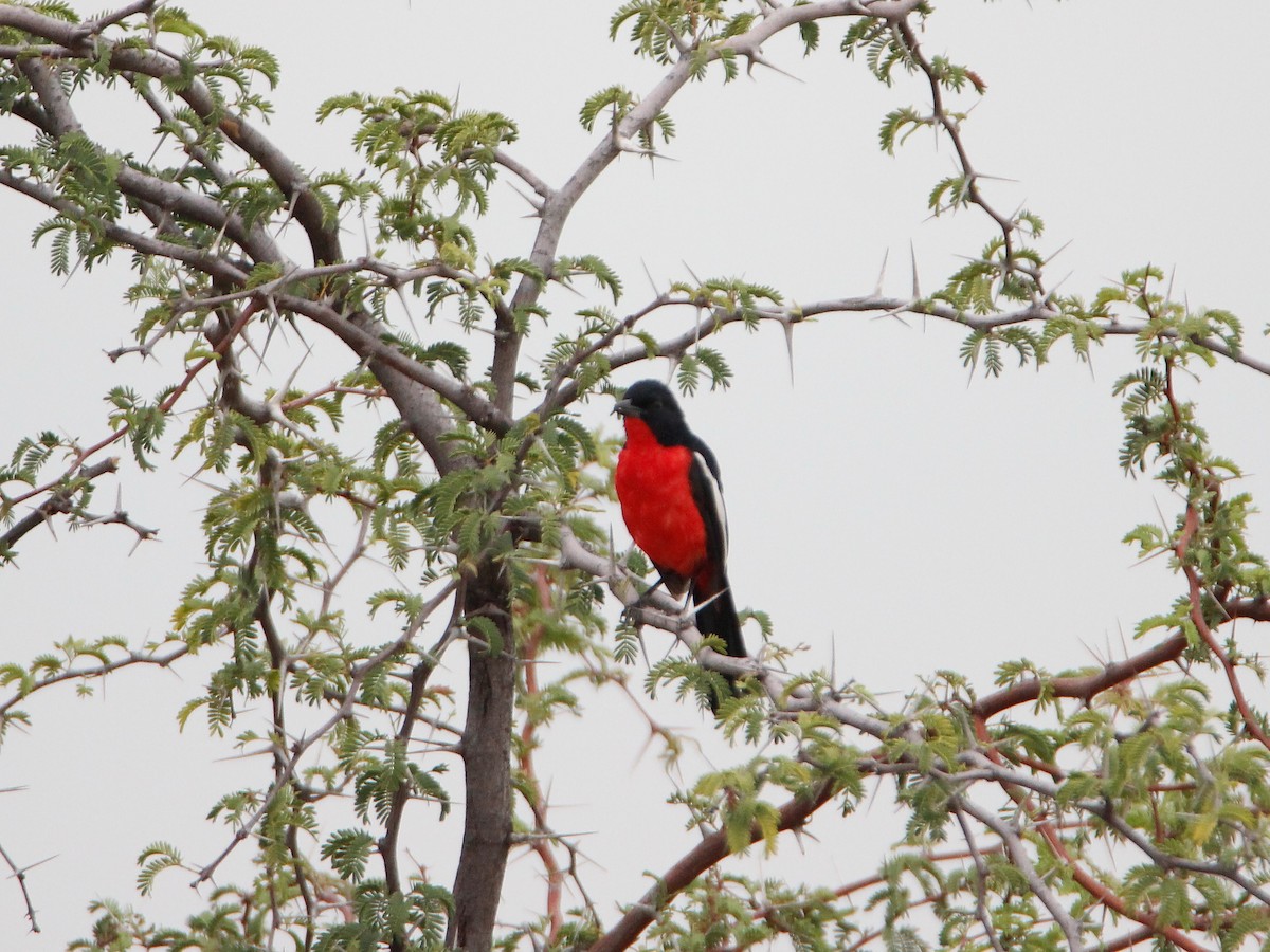 Crimson-breasted Gonolek - ML151566801