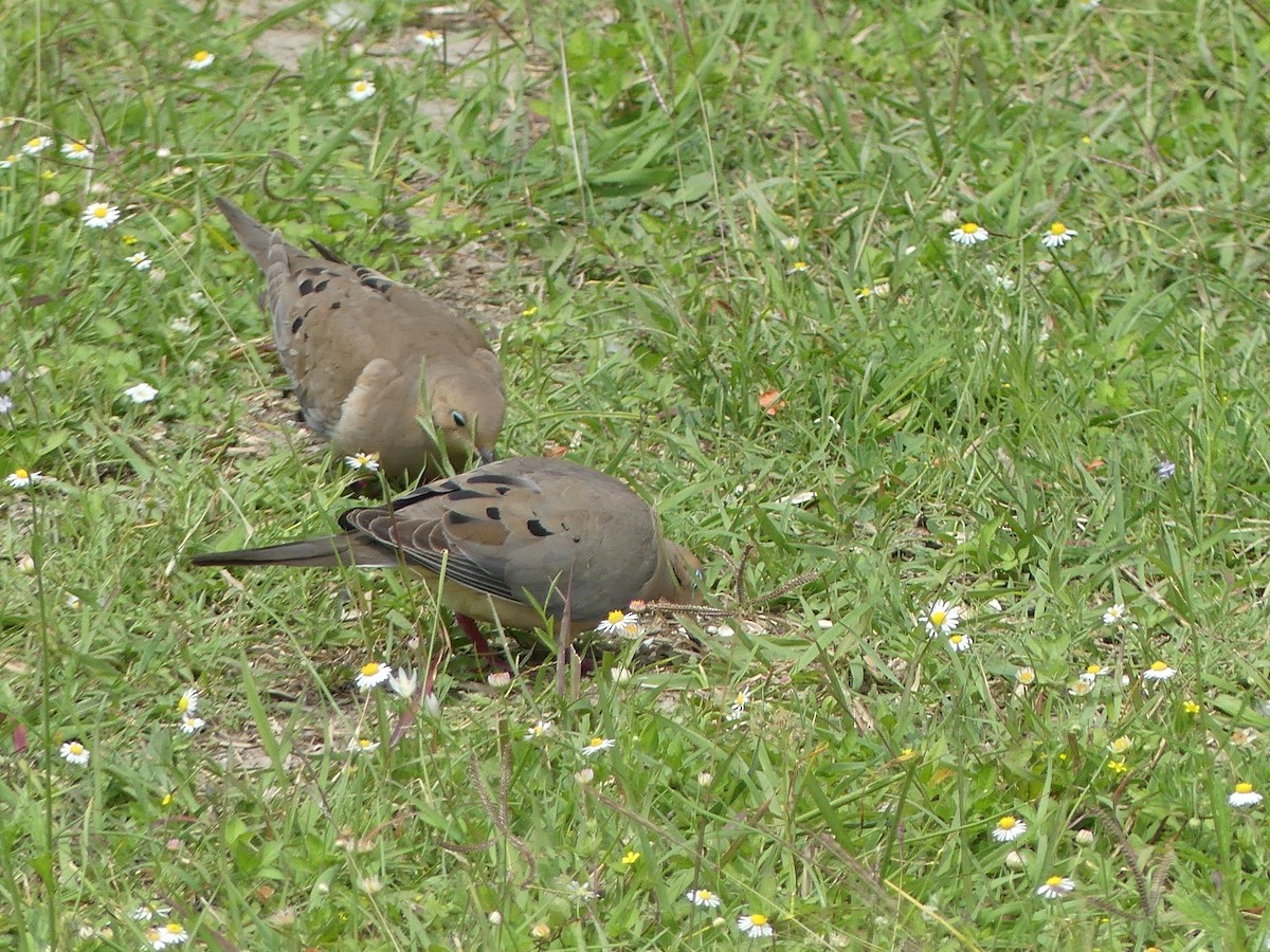 Mourning Dove - ML151569691