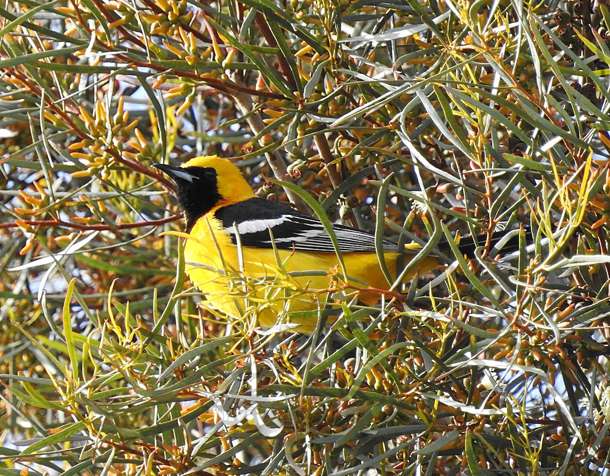 Hooded Oriole - ML151572001