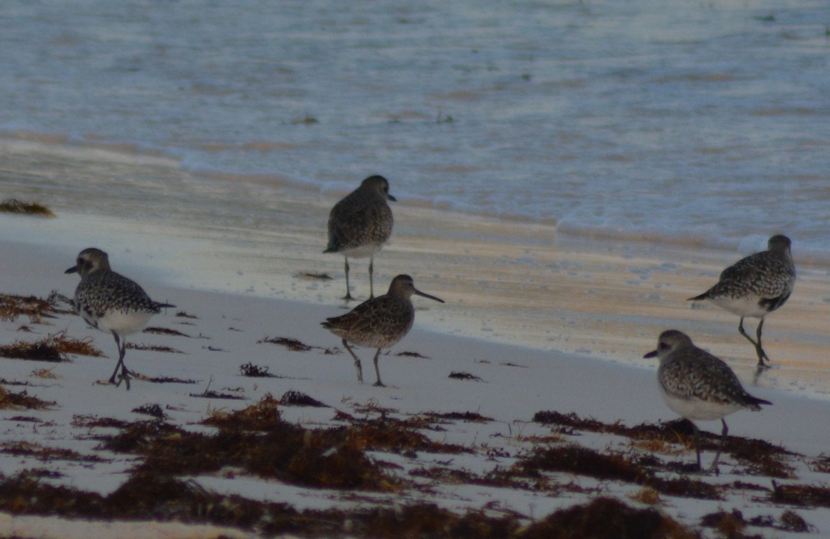 Short-billed Dowitcher - ML151572131