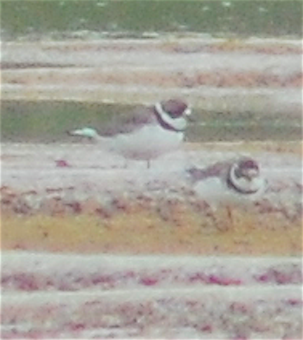 Semipalmated Plover - ML151572631