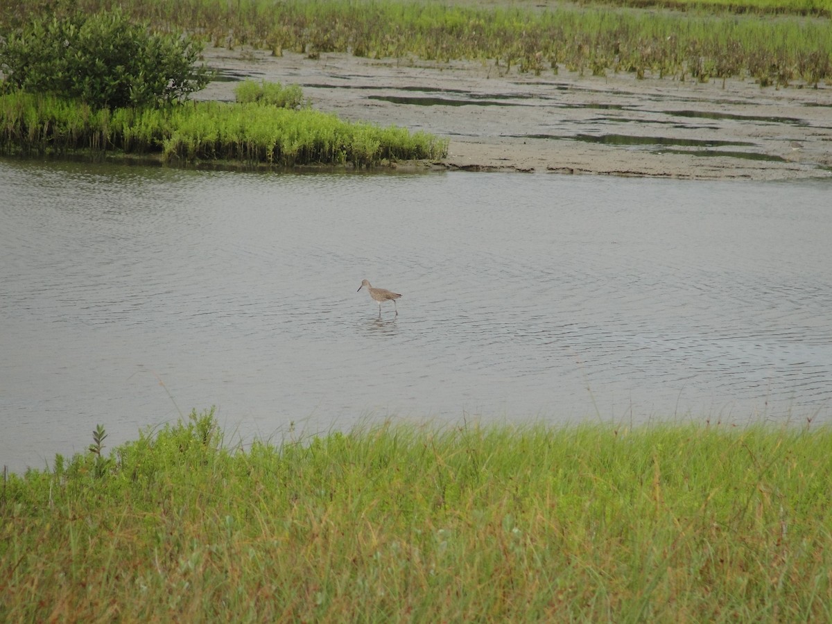 Willet - ML151572991