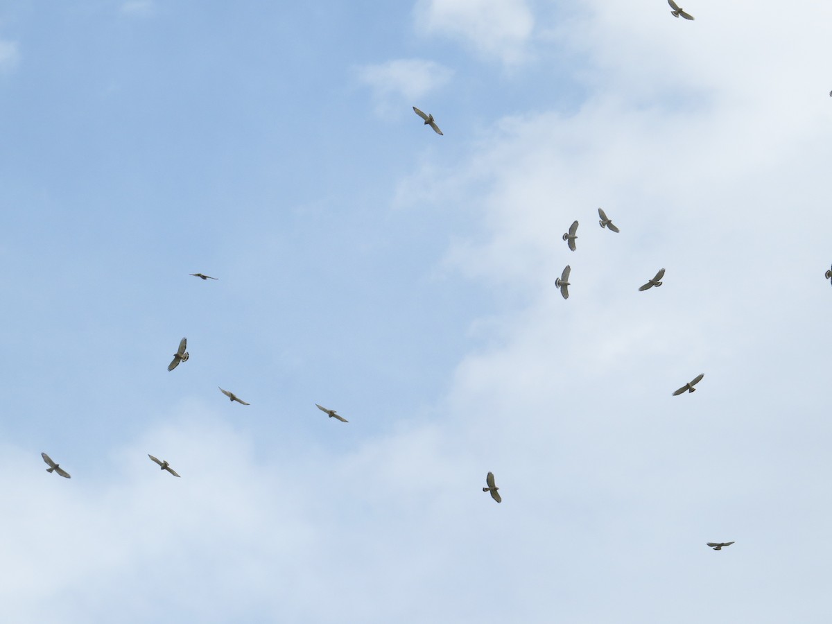 Broad-winged Hawk - ML151573031