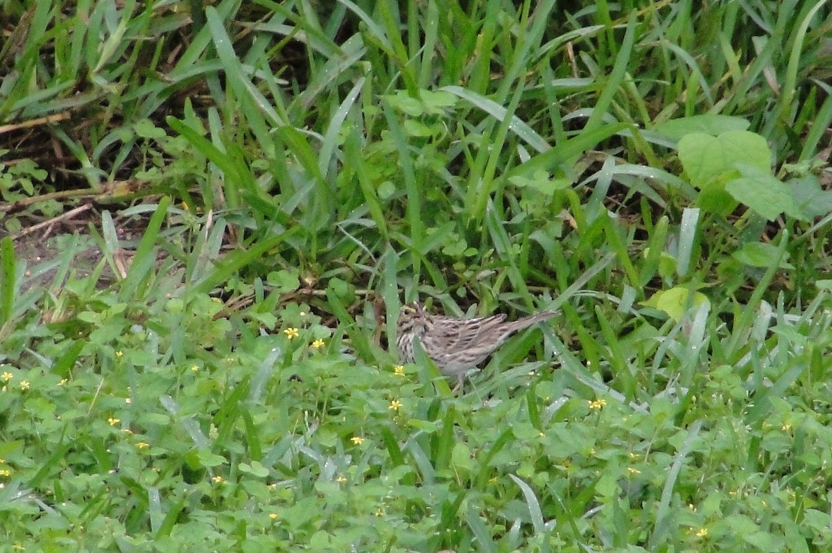 Savannah Sparrow - Isidro Montemayor