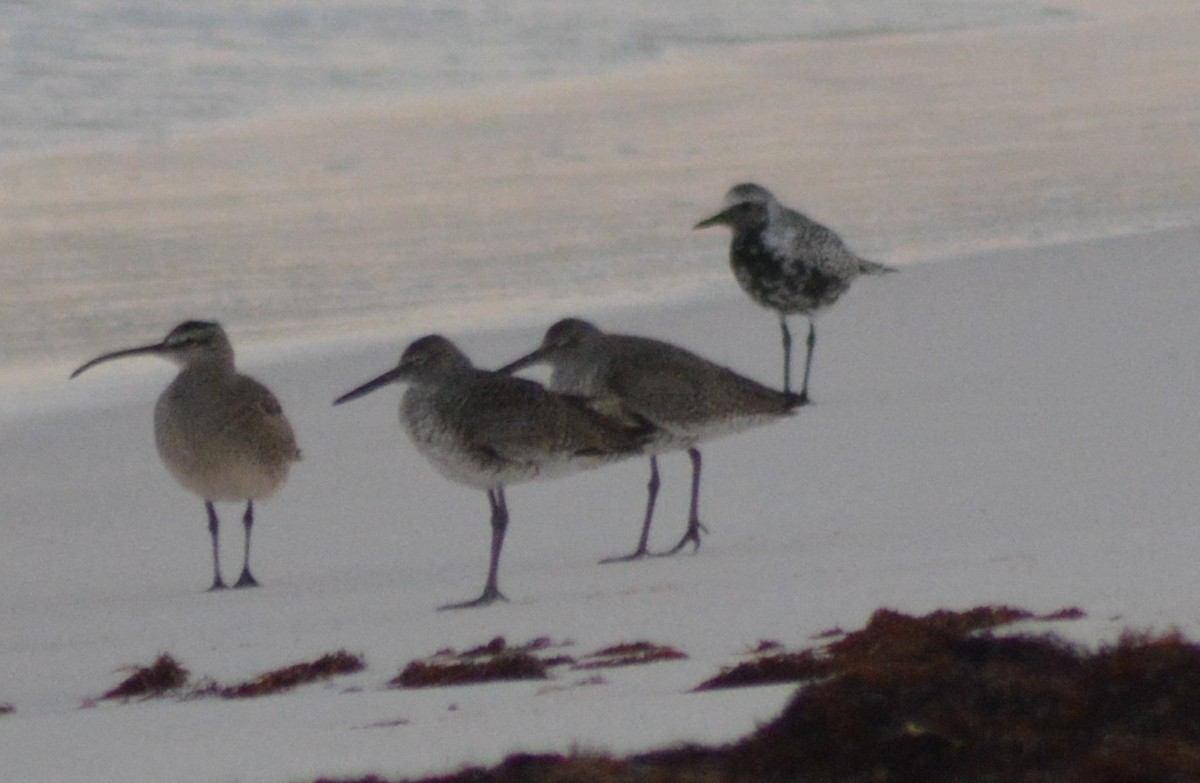 Playero Aliblanco (semipalmata) - ML151573661