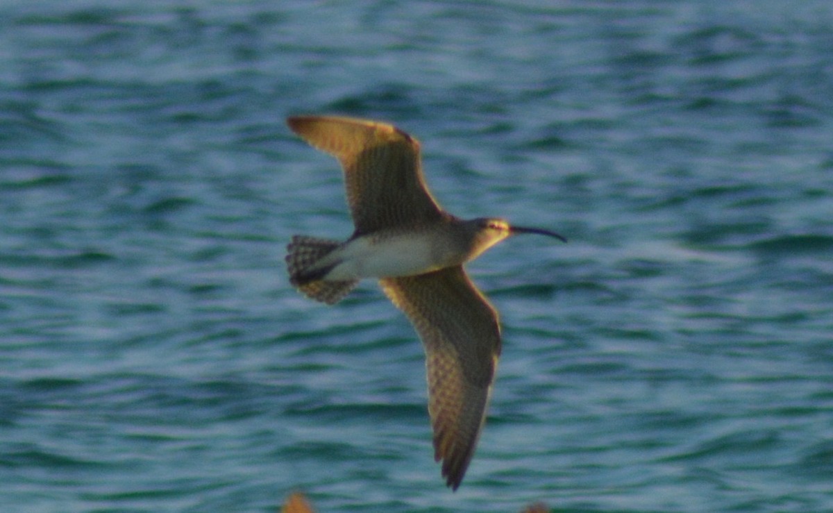 Whimbrel - Keith M Kemp