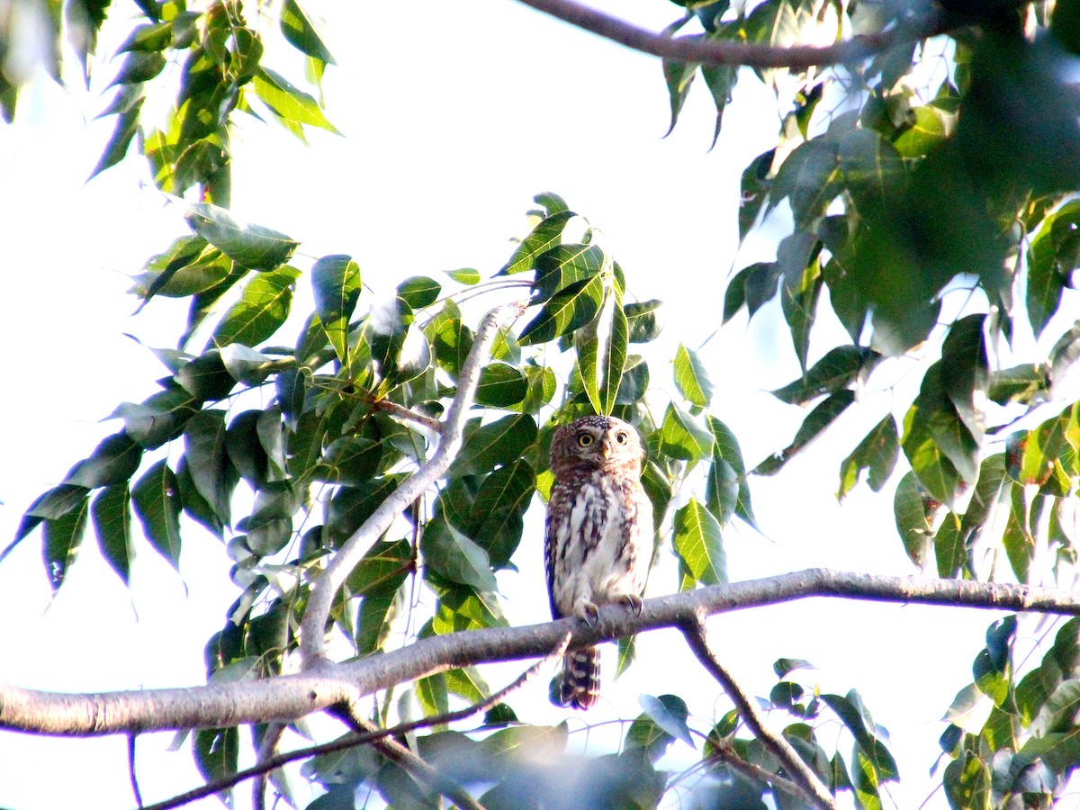Pearl-spotted Owlet - ML151574451