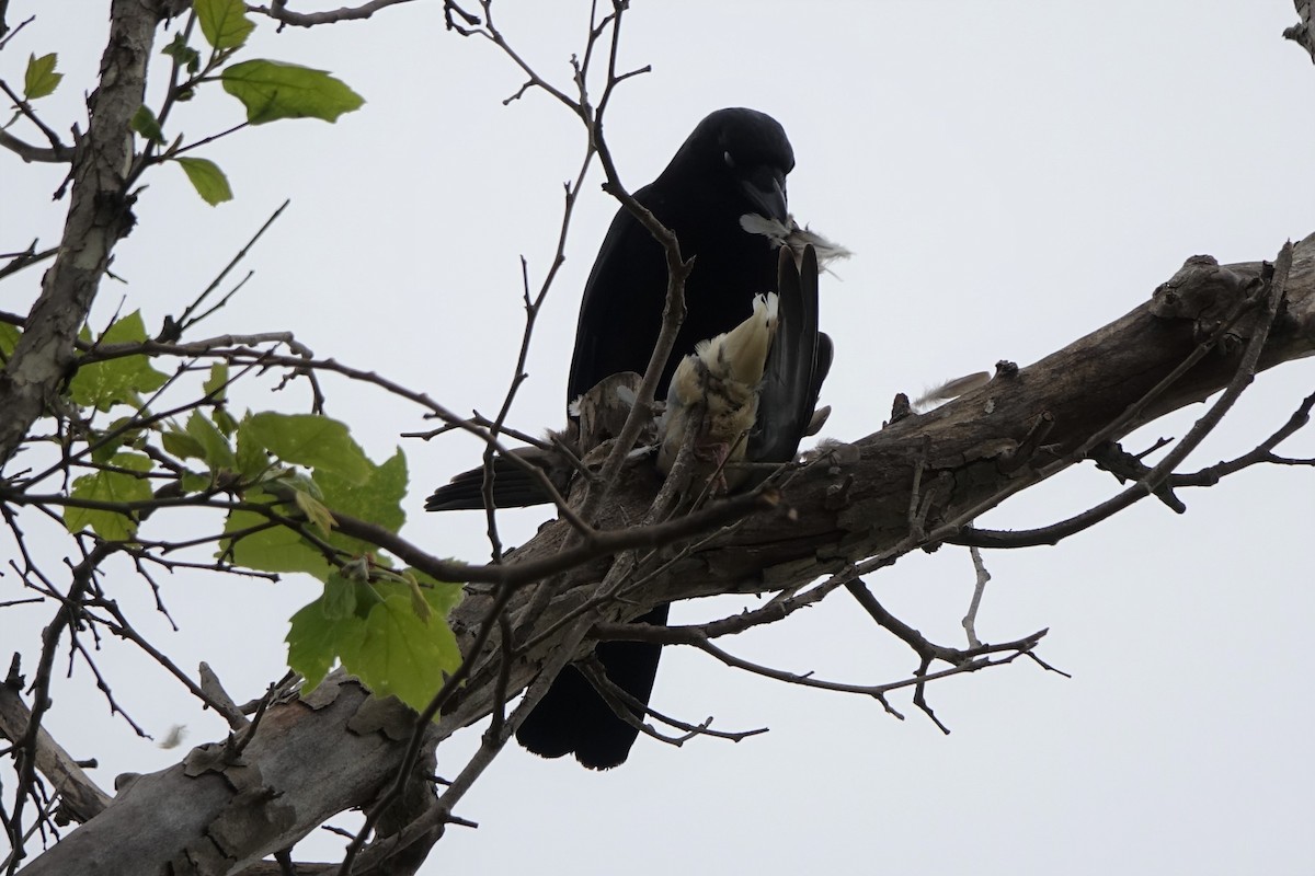 American Crow - Shawn Nielsen