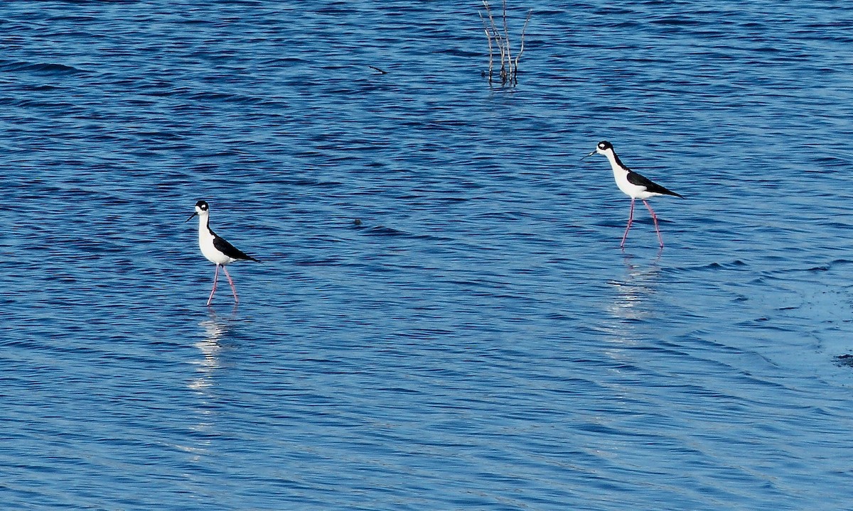 Black-necked Stilt - Jenny Bowman