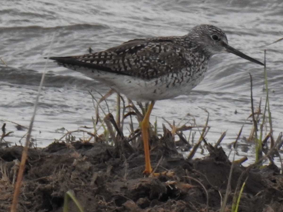 Greater Yellowlegs - ML151576681